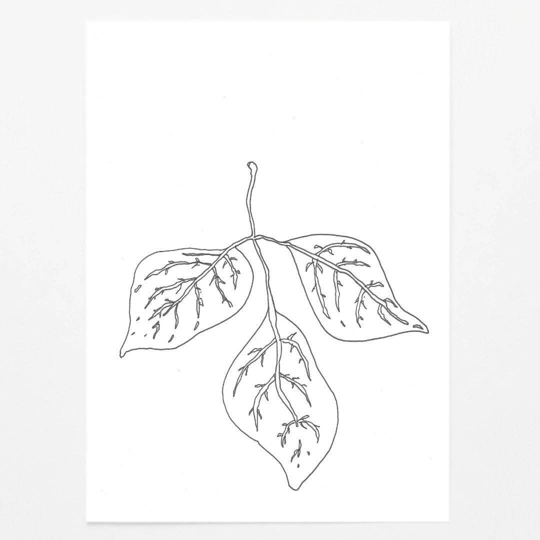 Fraxinus Pennsylvanica Leaf by Harry Gilson (05/02/2026)